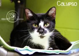 Calypso-cat.jpeg