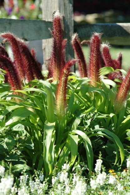 Pecking order Ornamental millet offers beauty that s not just for