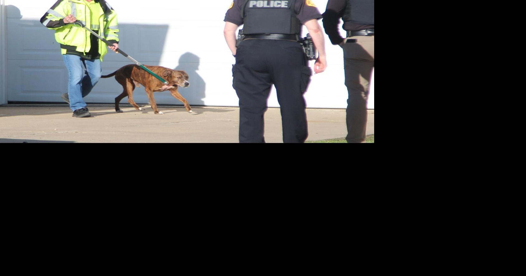 Police investigating dog attack in Waterloo