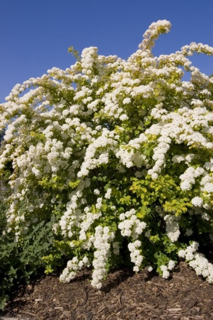 New & improved: 'Firegold,' 'Superstar' brighten landscape of spirea ...