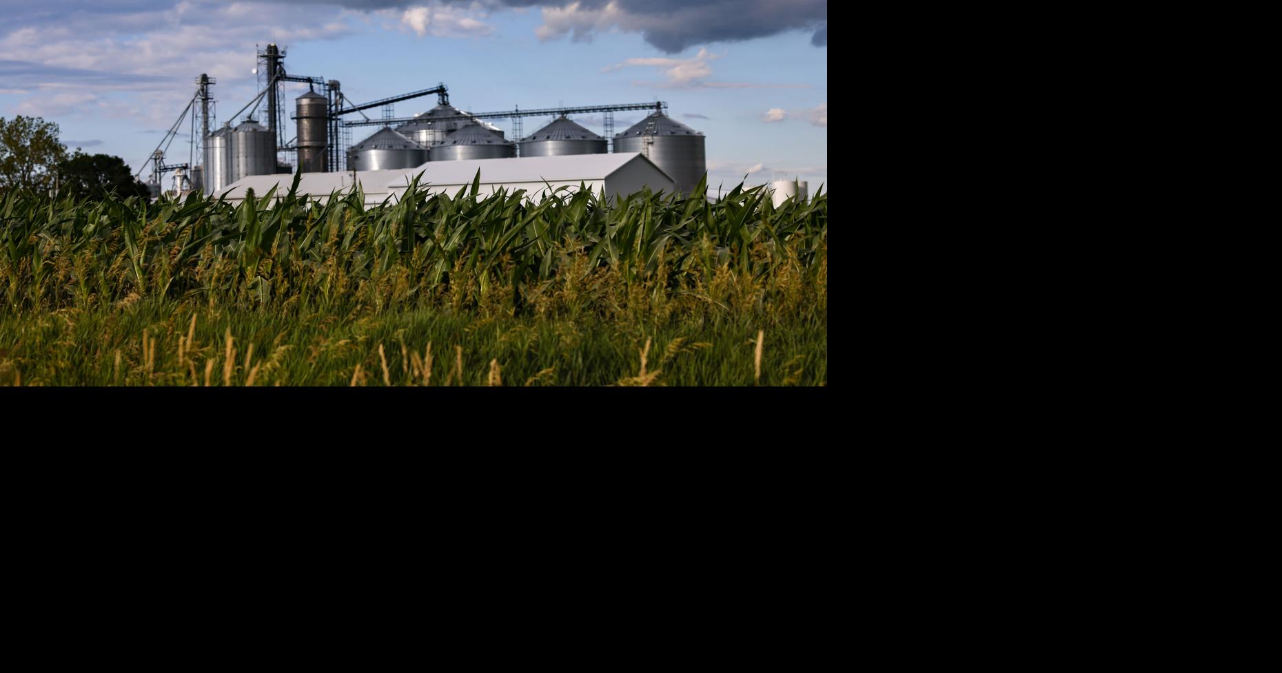 Crop Report Corn