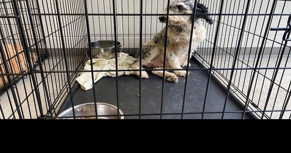 Seizure of 131 dogs from Iowa puppy mill prompts legislator to call for action
