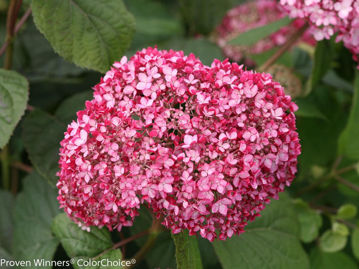 Pink Red Invincibelle Spirit Ii Hydrangea Is Pretty Impressive 2016 Introduction Growing Things Wcfcourier Com