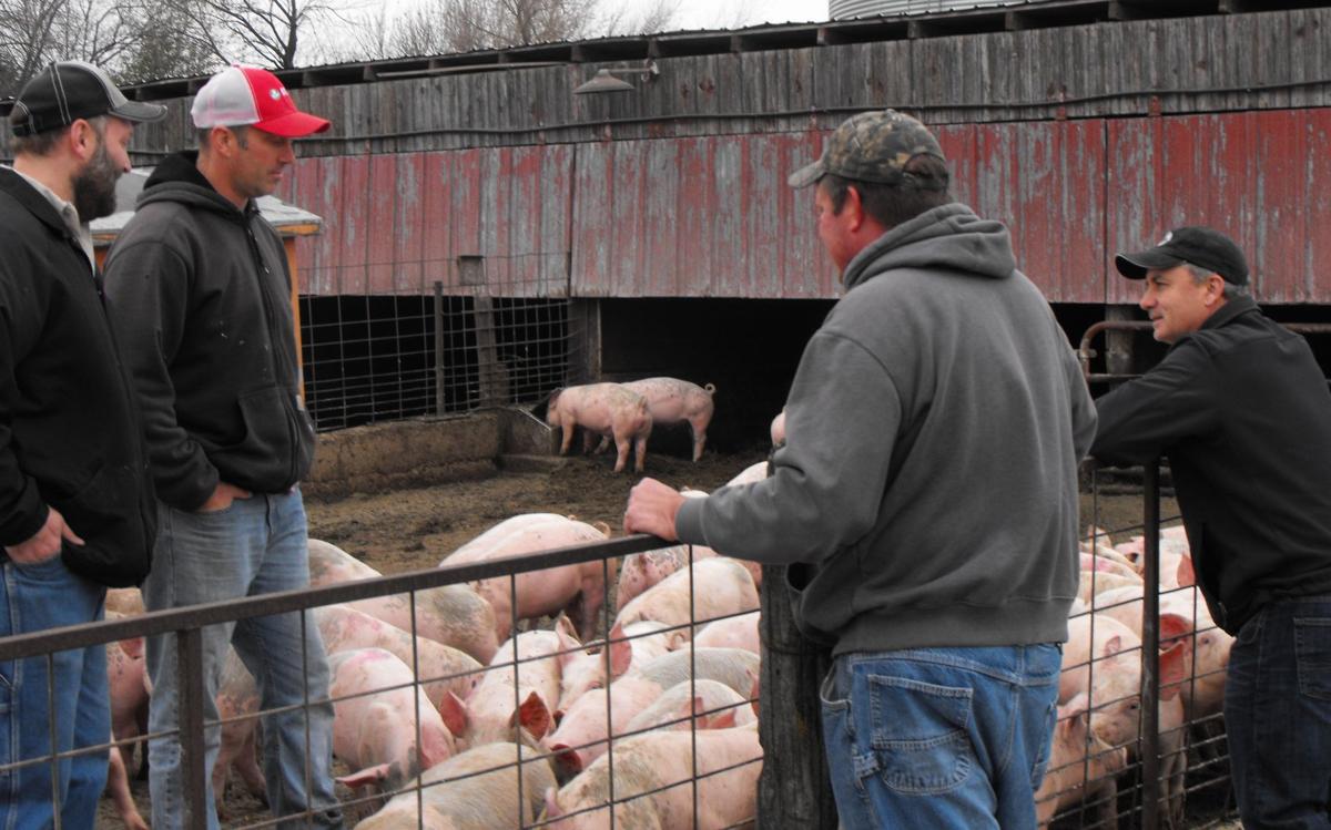 Niman Ranch Popular Among Mitchell County Farmers Business