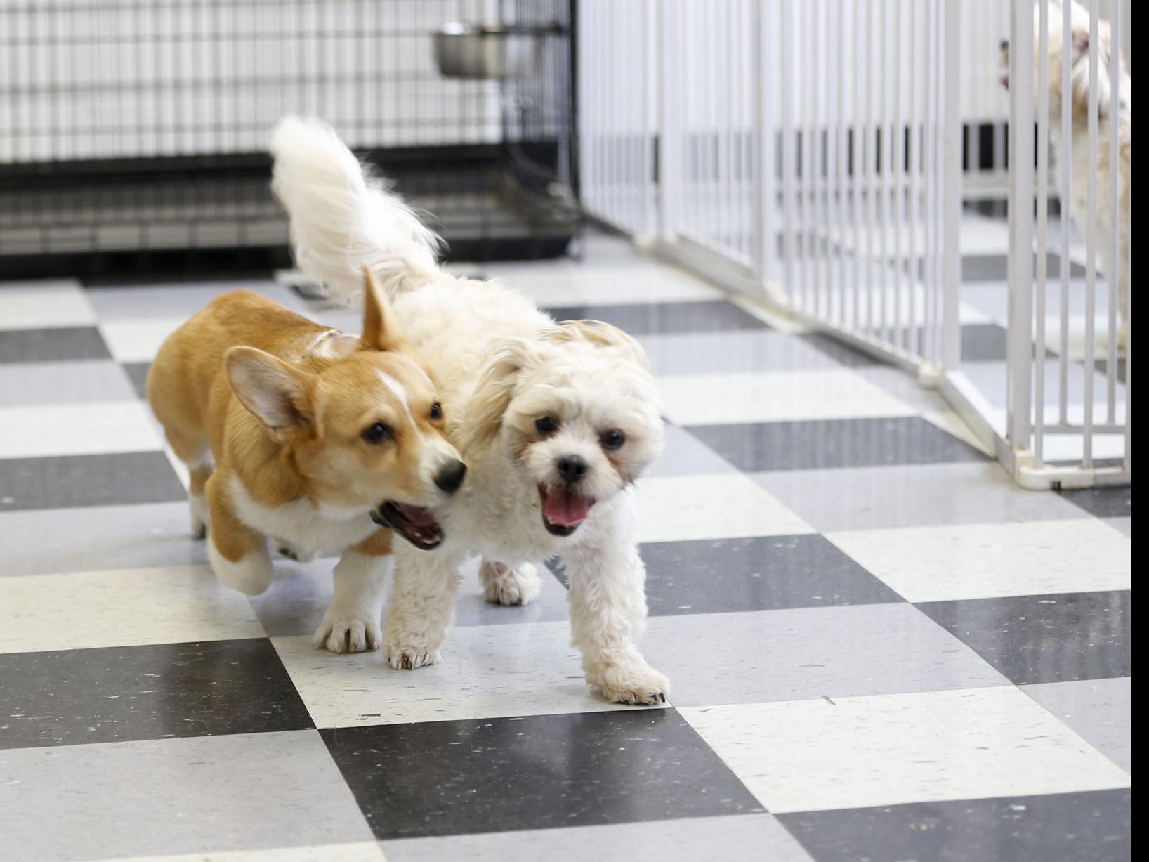 Happy Dogs In Downtown Waterloo Lifestyles Wcfcourier Com