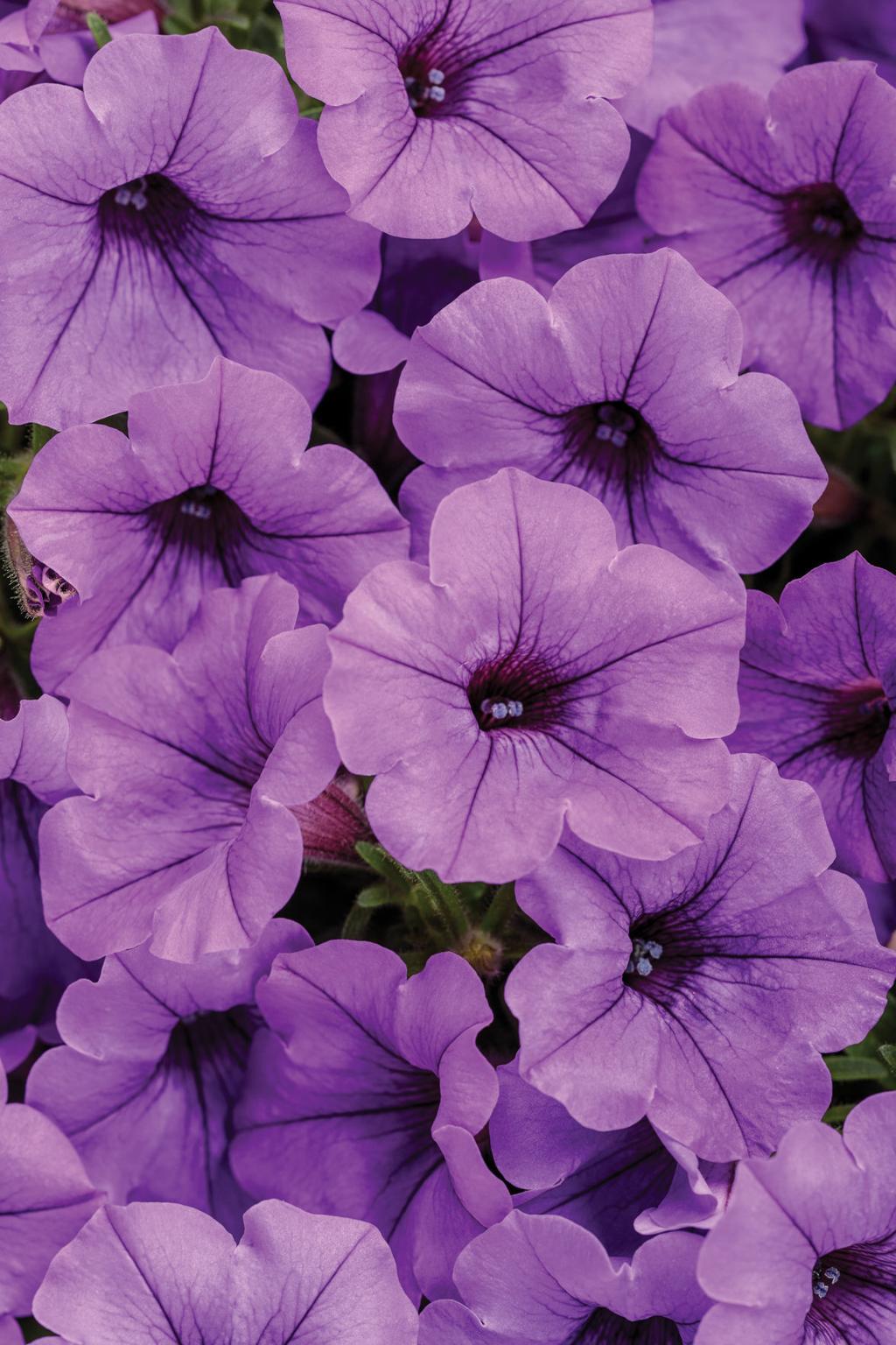 Brighten Drab Winter With Visions Of Blooming New Petunias