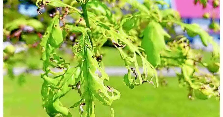 Pesticides 'shatter' leaves of state tree