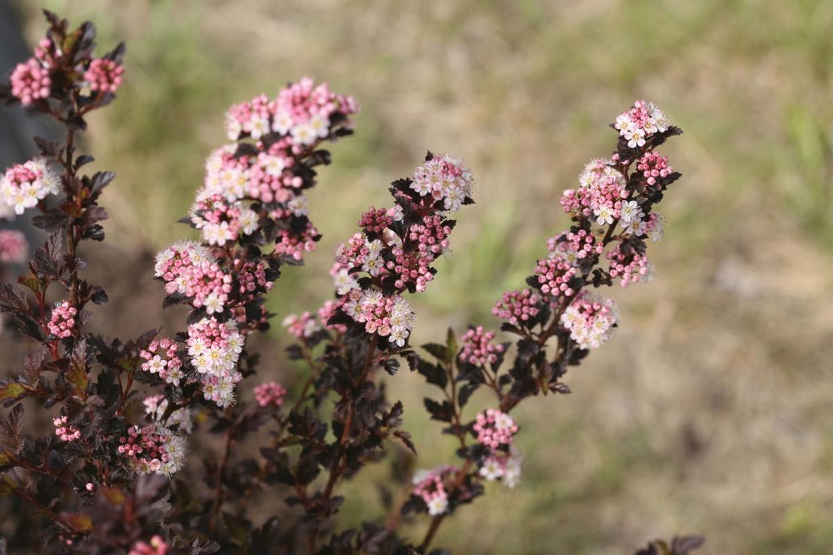 Go Native With Newer Ninebark Shrub Varieties Lifestyles Wcfcourier Com