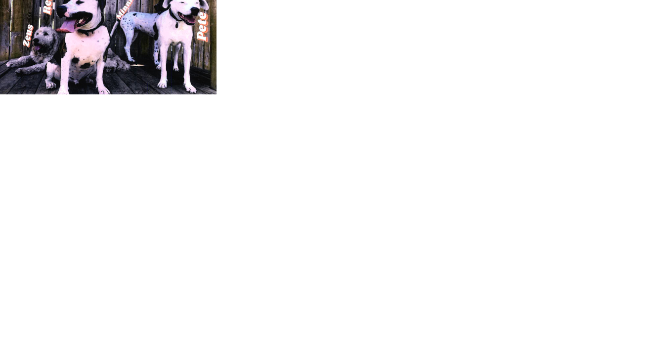 Westerns fight Cedar Falls' dangerous dog decision in court - Vimarsana News