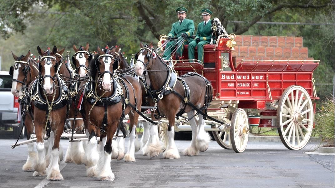 Budweiser Clydesdales To Be At Sturgis Falls | Local News | Wcfcourier.com