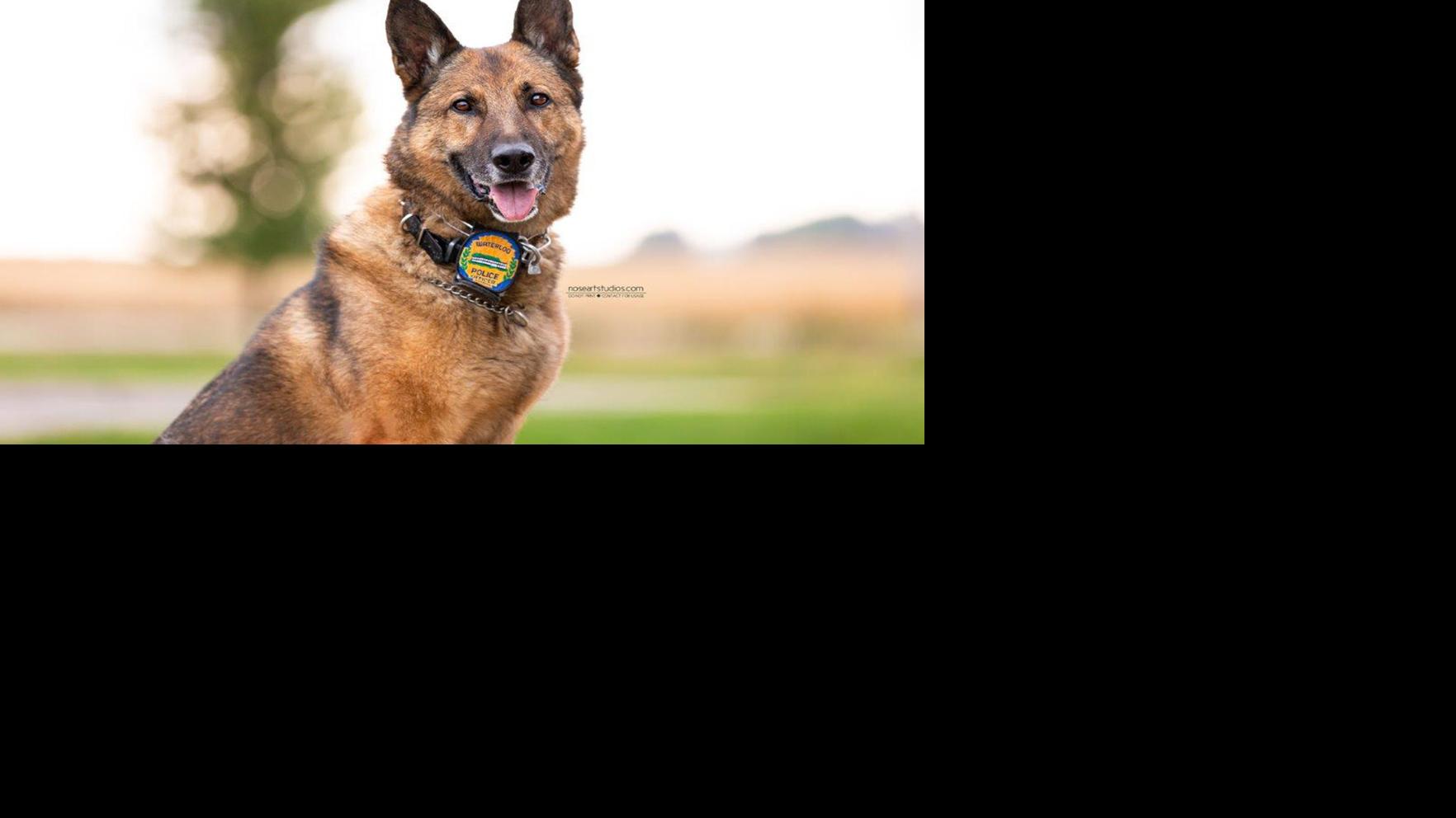 Waterloo K-9 officer Niko to undergo MRI at Advanced Imaging Diagnostics