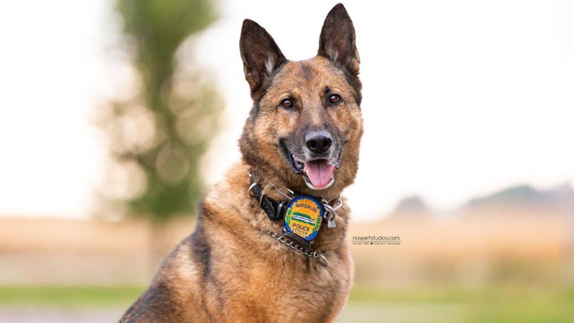 Waterloo K-9 officer Niko to undergo MRI at Advanced Imaging Diagnostics