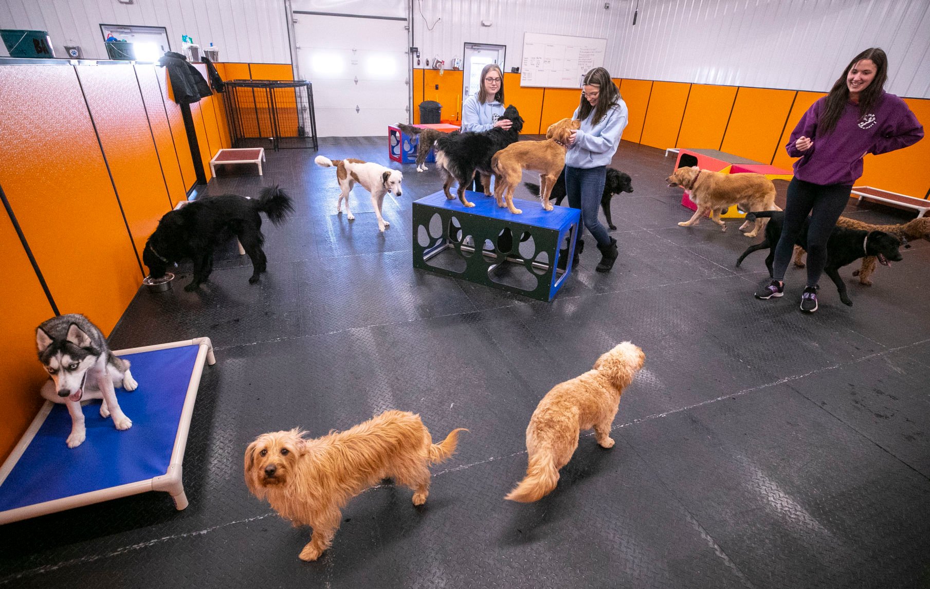 Camp diego canine daycare and hot sale boarding center