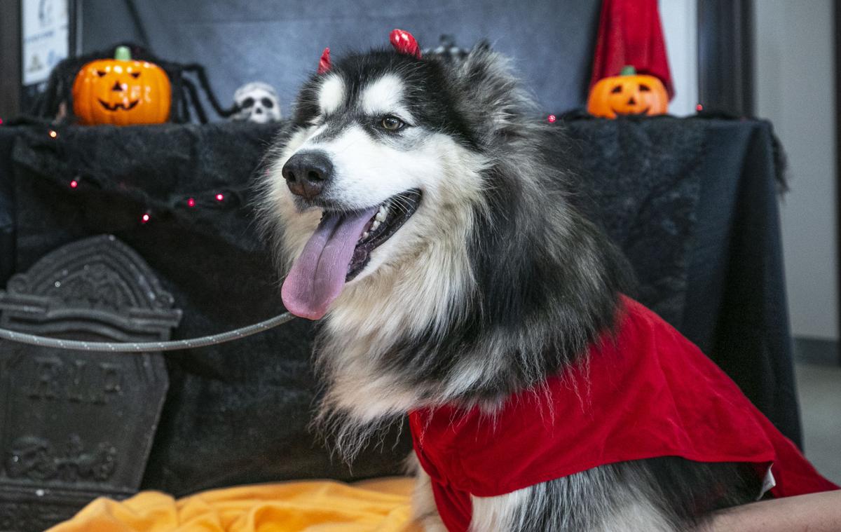 Treat Your Boo' to a Pet Costume Contest at PetSmart On Saturday