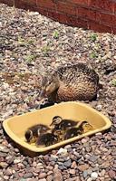 ManorCare Health Services: Ducklings' antics entertain ManorCare residents