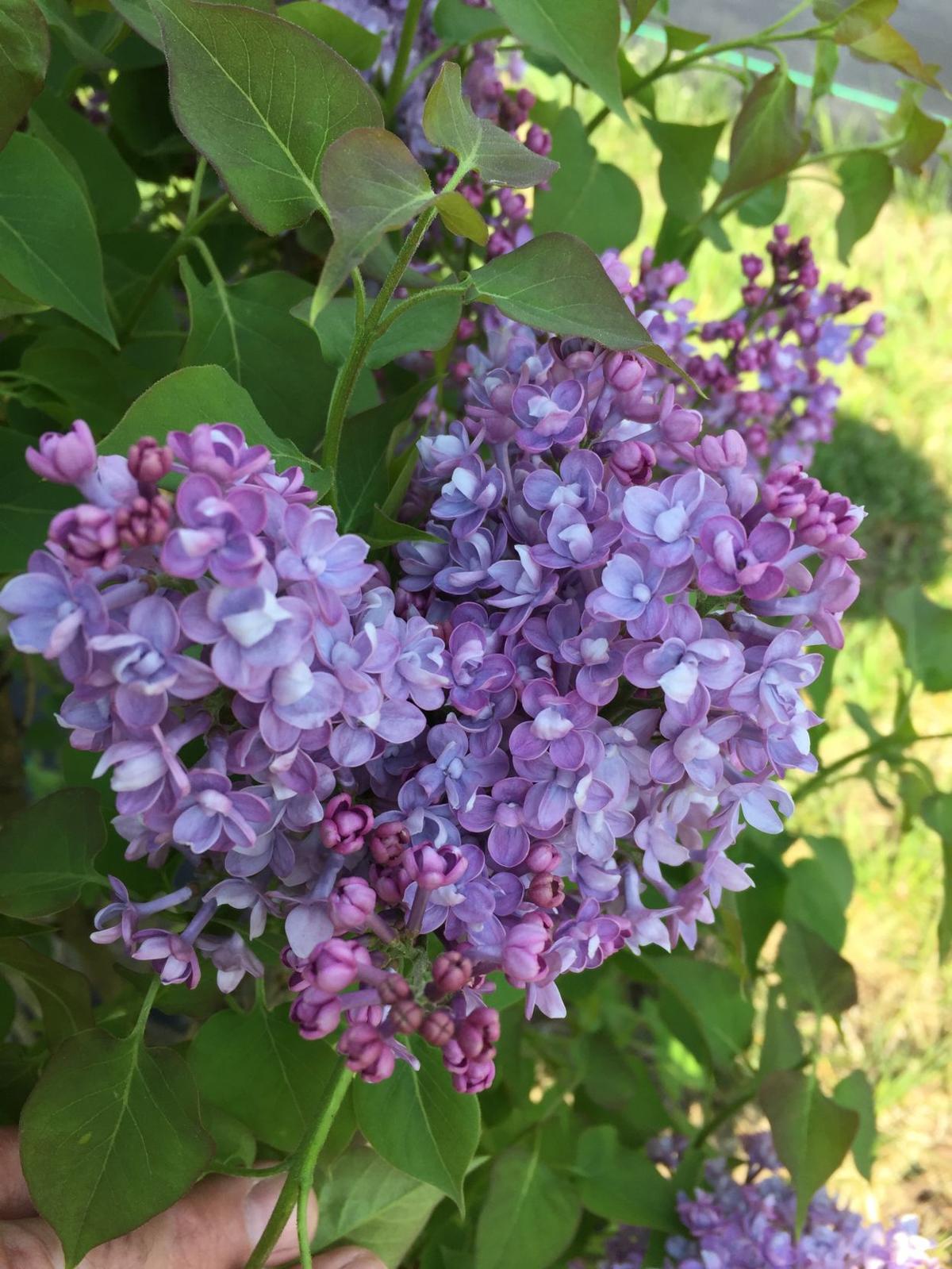 Growing Things Top 5 Favorite Spring Flowering Shrubs Garden Wcfcourier Com