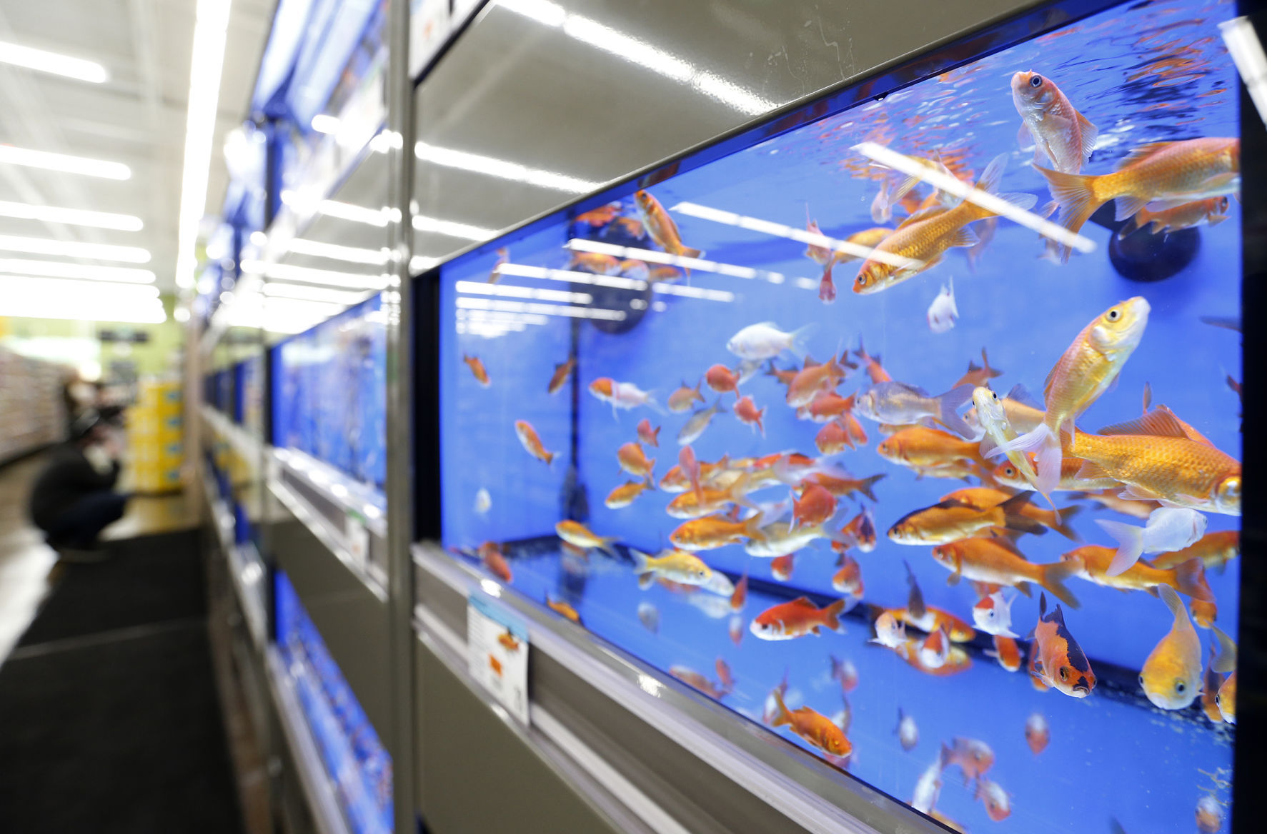 Pet supplies plus store fish