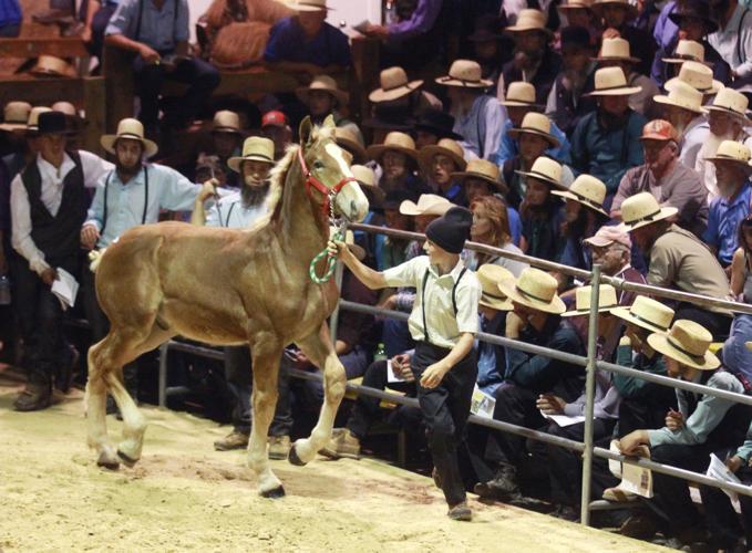Mane event Midwest Horse Sale underway at Waverly
