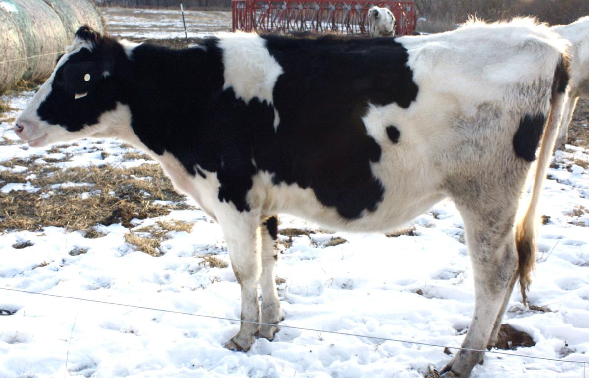 Cow profile
