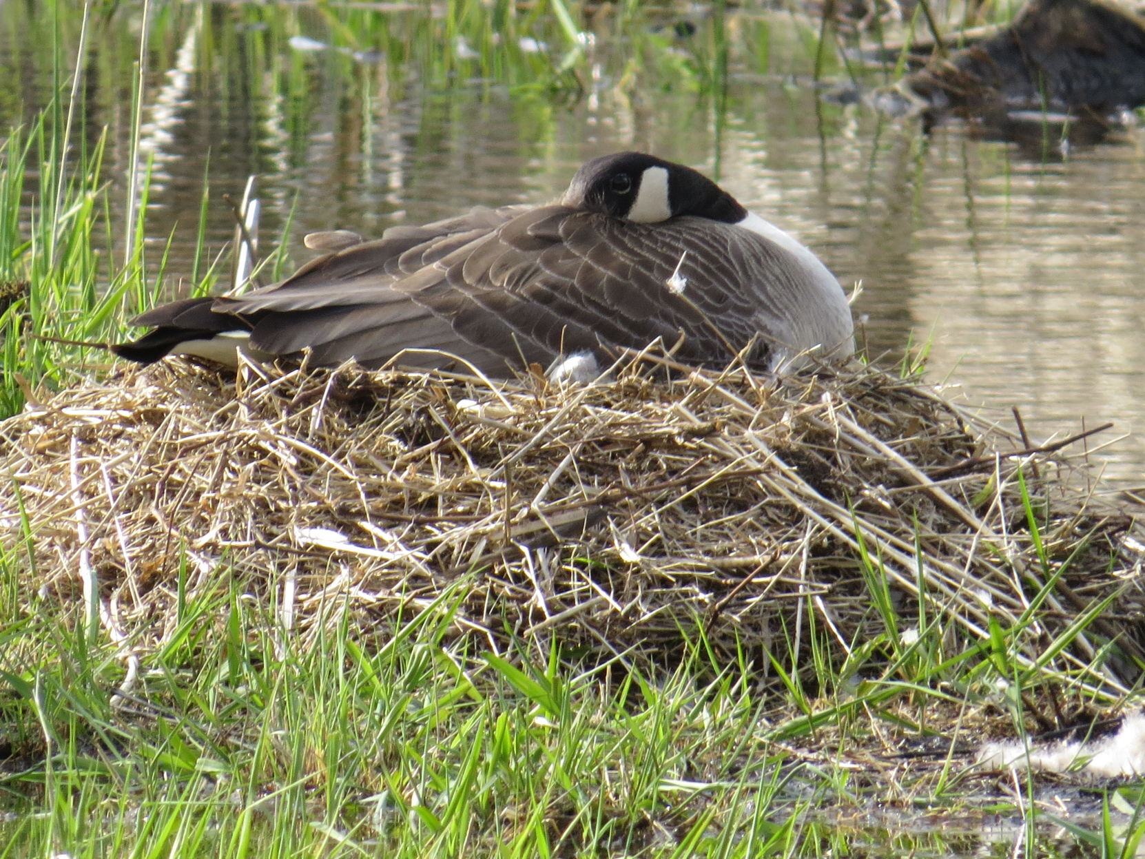 Canada goose kills 5e best sale