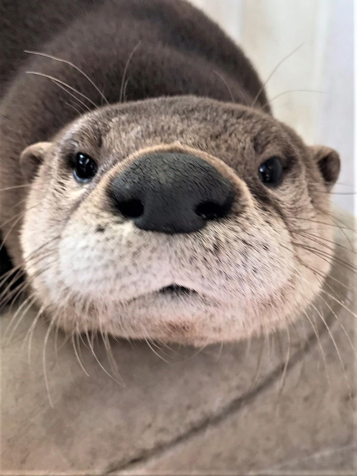 Orphaned female river otter fostered in Waterloo finds home at River