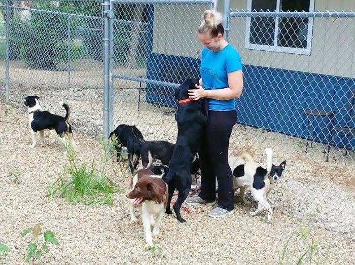 Humane Society Seeks Support Following Dog Rescue Local News Wcfcourier Com