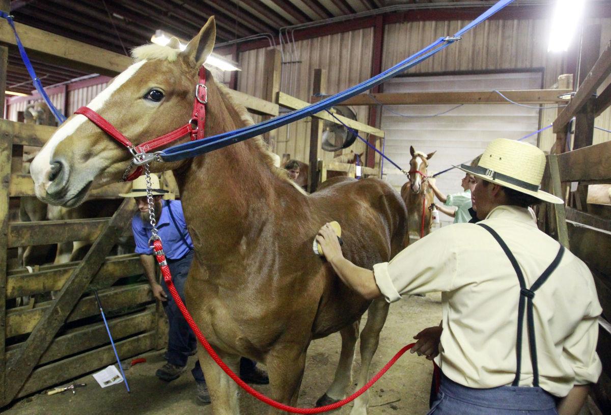 Mane event Midwest Horse Sale underway at Waverly State and Regional
