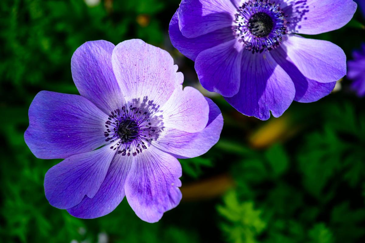 Harbinger of spring or evil? Anemones send mixed messages