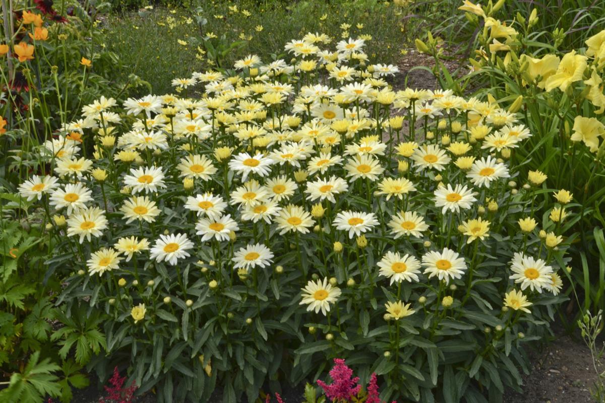 grow cheerful shasta daisies