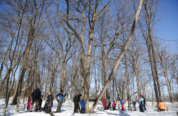 Maple masters: Volunteers tap trees in preparation for annual syrup