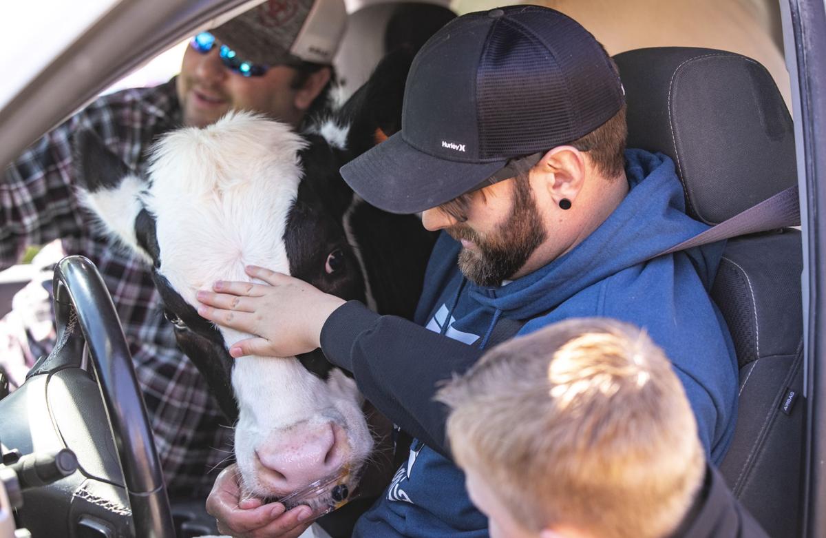 tør inch forvisning WATCH NOW: Gucci the cow rolls through Waterloo Chik-fil-A | Local News |  wcfcourier.com