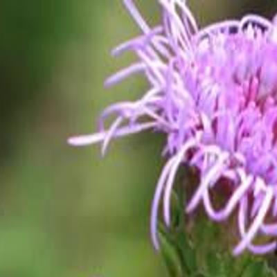 Free Milkweed Seeds Available At Fontana Local News Wcfcourier Com