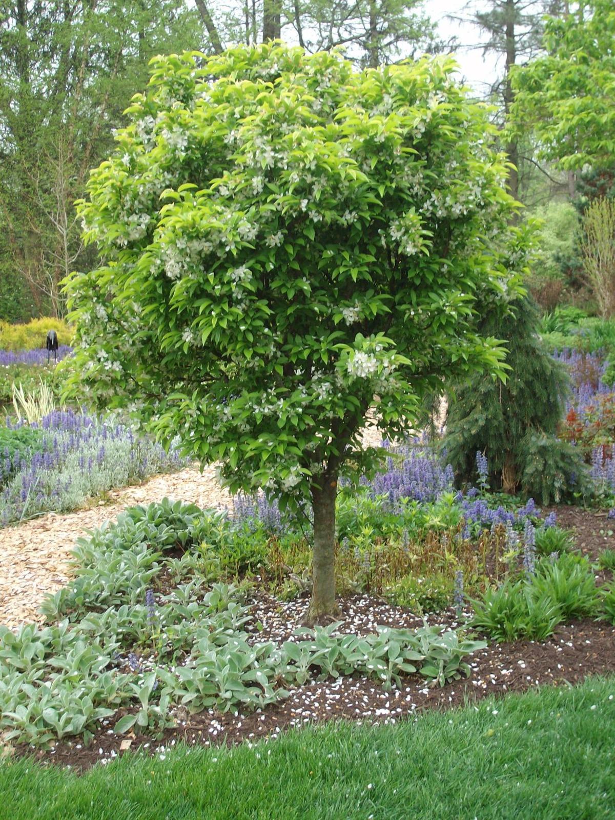 The Only Guide to Crabapple Tree