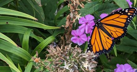 Efforts to create habitat for monarch butterflies underway in the Cedar Valley Efforts to create habitat for monarch butterflies underway in the Cedar Valley