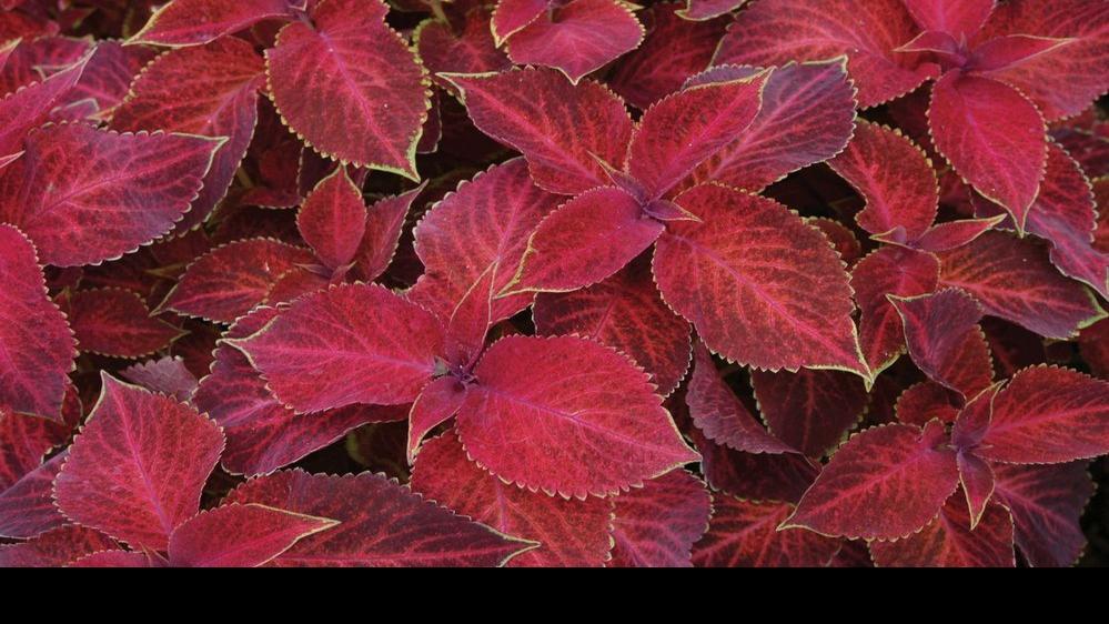 Foliage favorite Cuttings