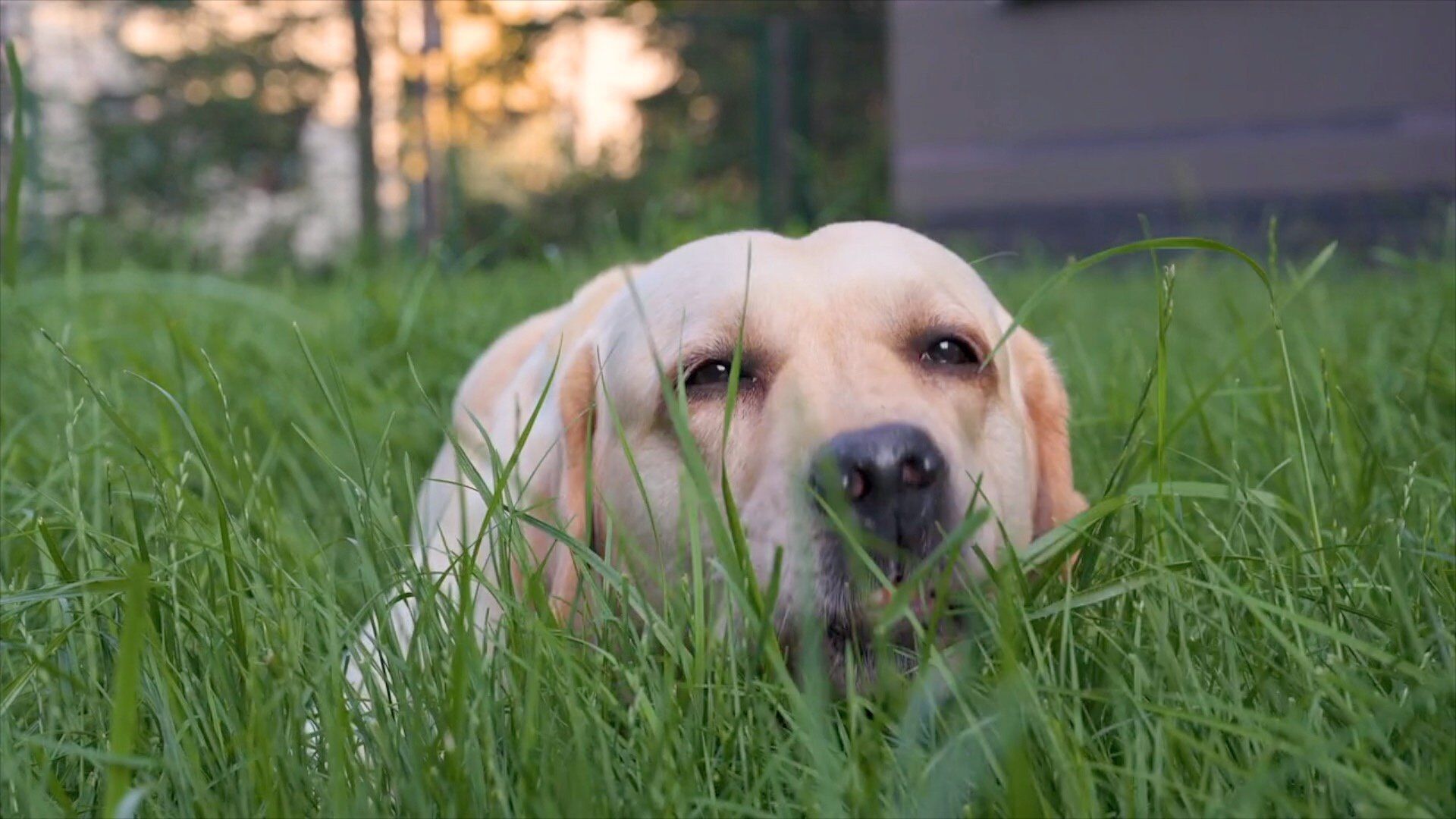 Mythbusting your dog's desire to eat grass