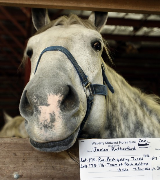 Photos Waverly Midwest Horse Sale