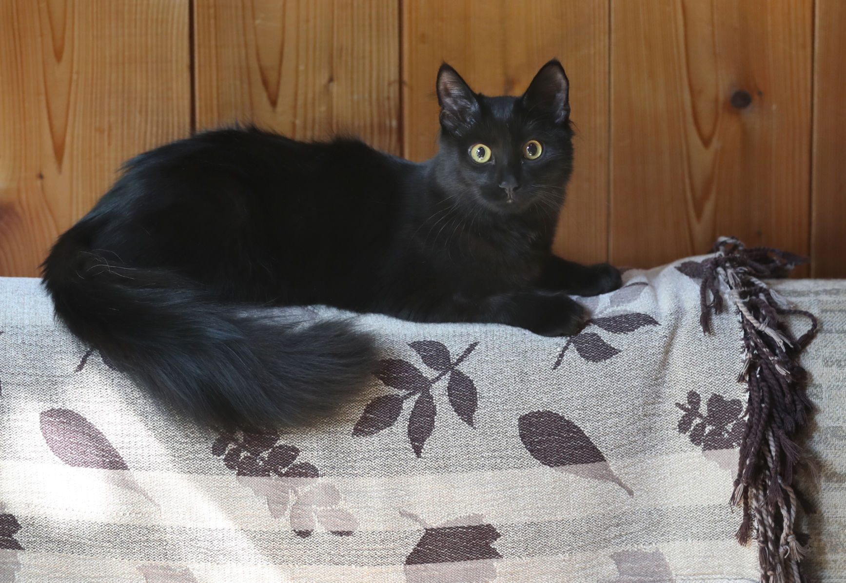 sad potato cat with butter