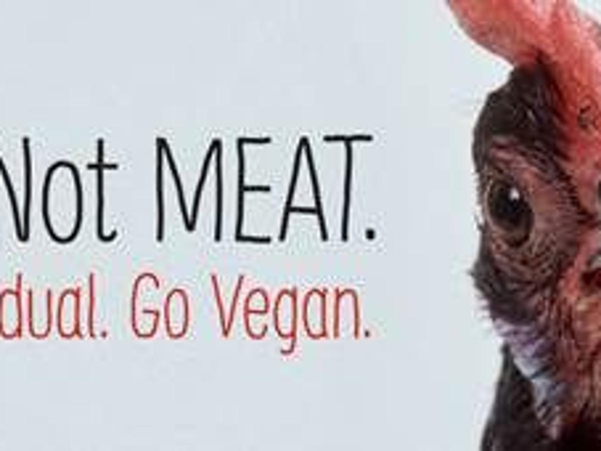 Peta Puts Up Pro Vegan West Union Billboard After Chickens Die In Crash Local News Wcfcourier Com Peta Puts Up Pro Vegan West Union Billboard After Chickens Die In Crash Local News Wcfcourier Com