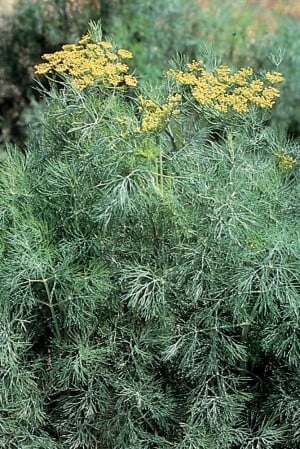 Virtuous herbs: 10 common herbs to plant in your garden : Cedar Valley ...
