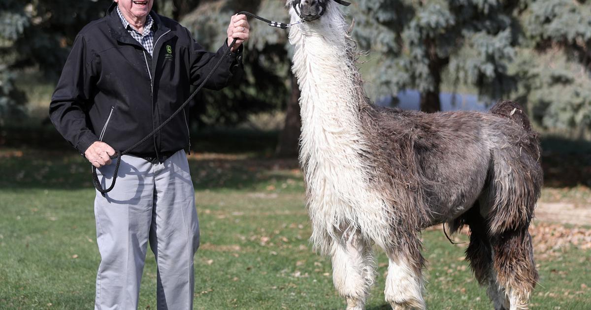 90-year-old Bill Rector has been breeding llamas for more than half-a ...