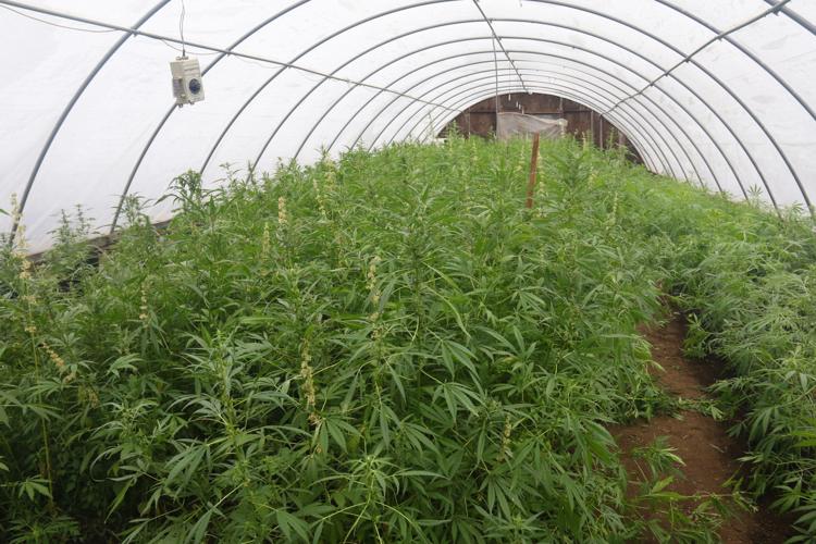 Hemp - Greenhouse.jpg