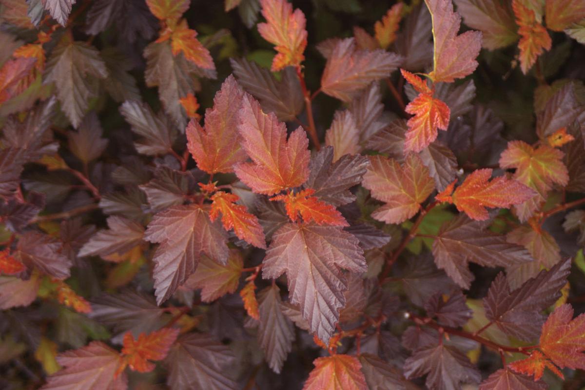Go Native With Newer Ninebark Shrub Varieties Lifestyles Wcfcourier Com