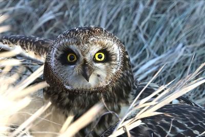 Short eared owl by Tom Moon