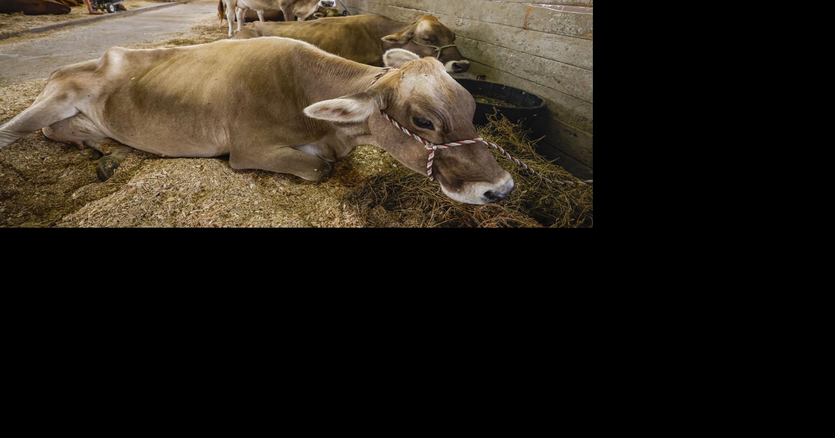 PHOTOS: National Cattle Congress Fair gets underway in Waterloo
