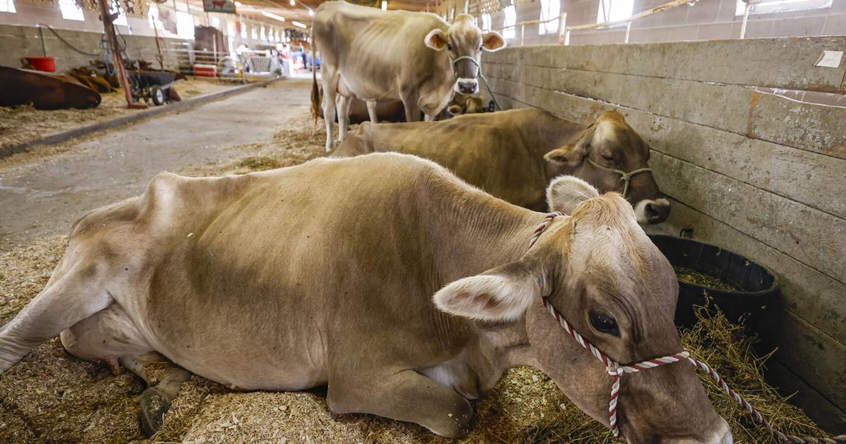 Cow Congress Position PHOTOS: National Cattle Congress Fair gets underway in Waterloo