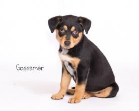 cedar bend humane society dogs