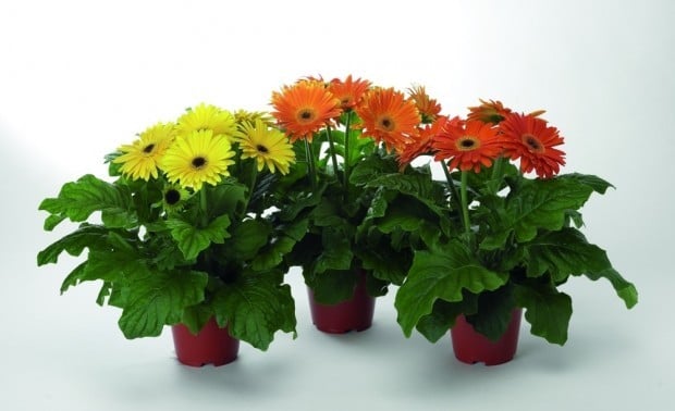 Daisy, daisy: Gerbera daisies are the answer for vivid, bold blooms