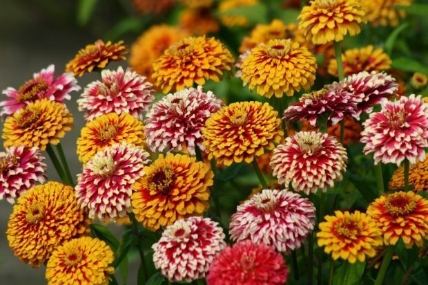 Striking new zinnia varieties put zest and zing in summer ...