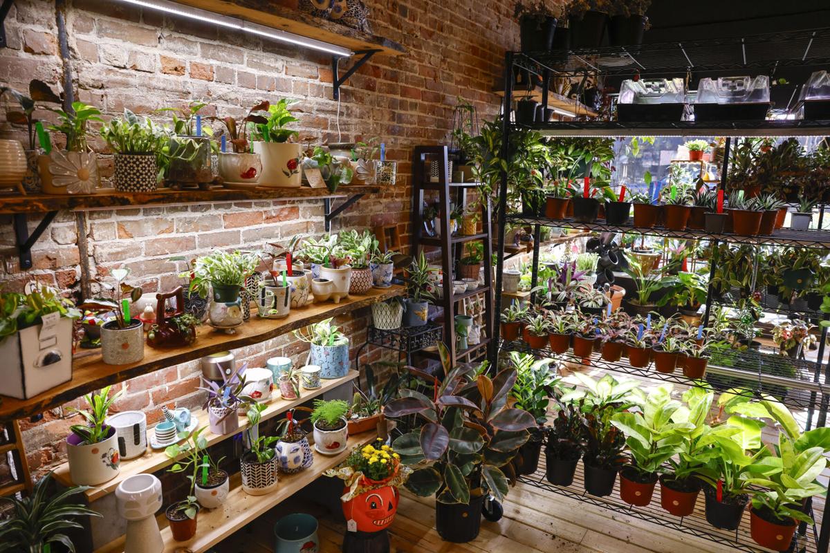 Grow Room plant shop sprouts up in downtown Waterloo